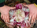 Radicchio 'Variegata di Lusia'