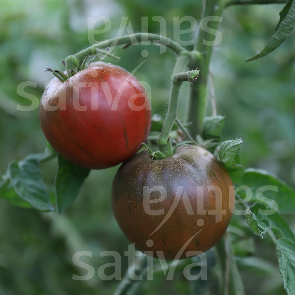 Tomate 'Black Krim'